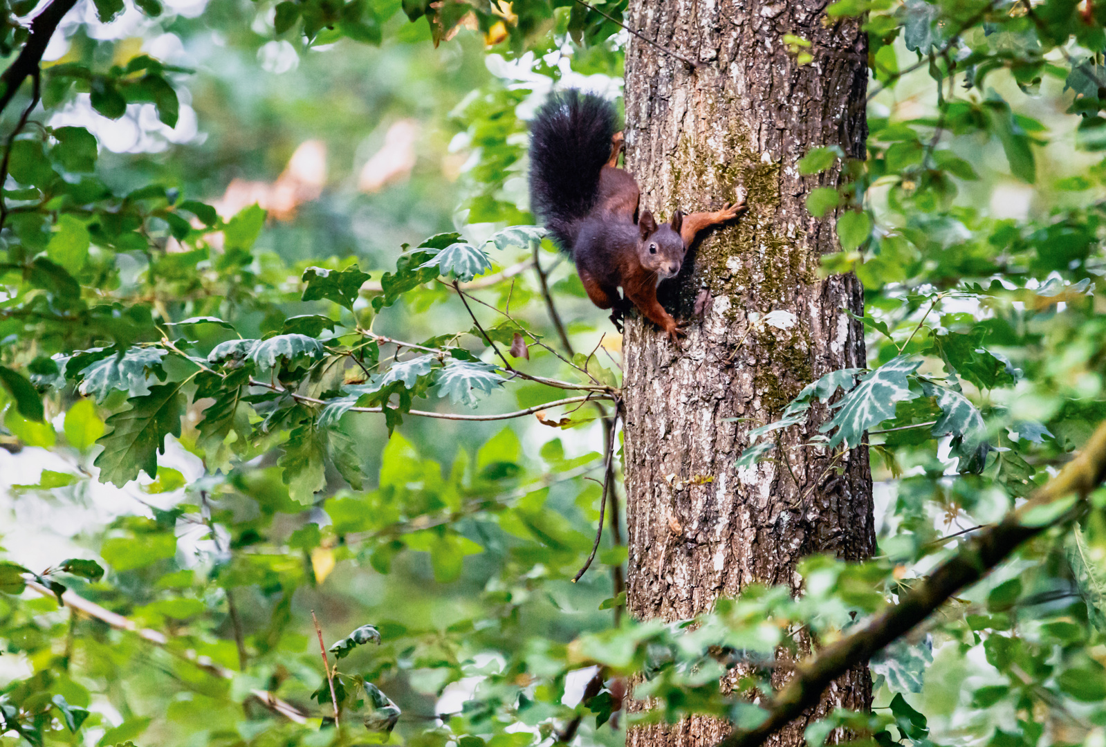 Eichhörnchen