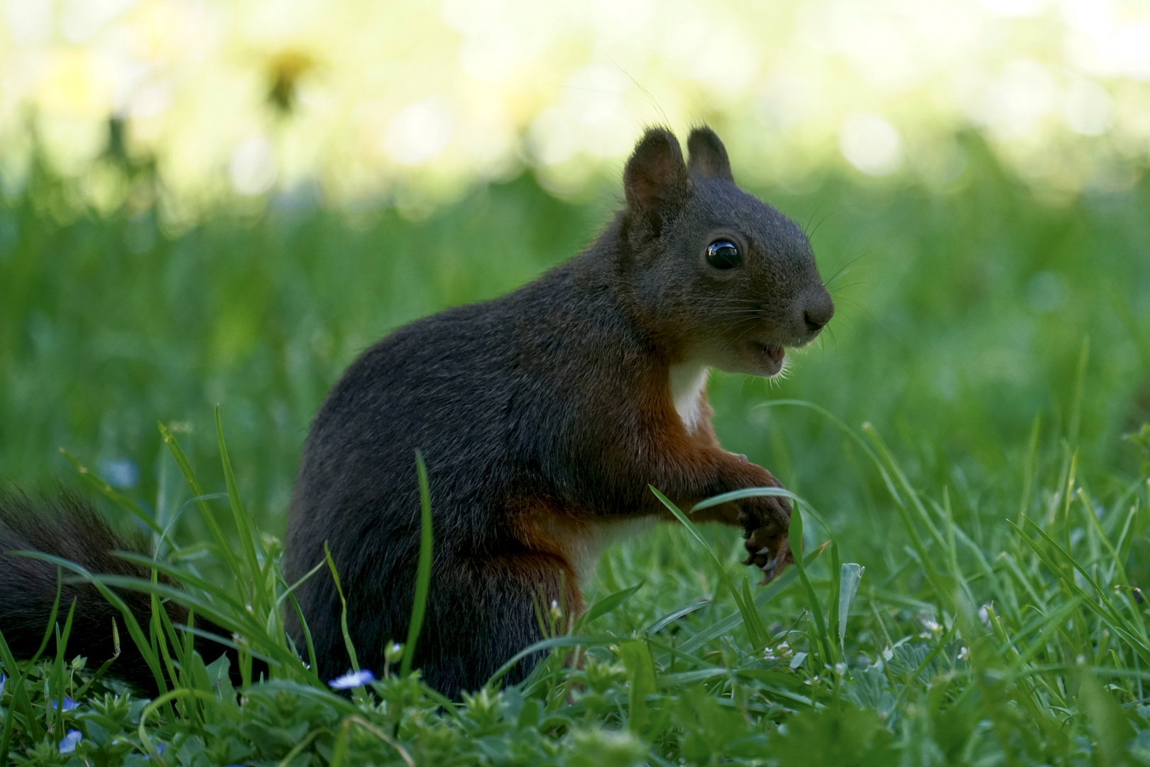 Eichhörnchen