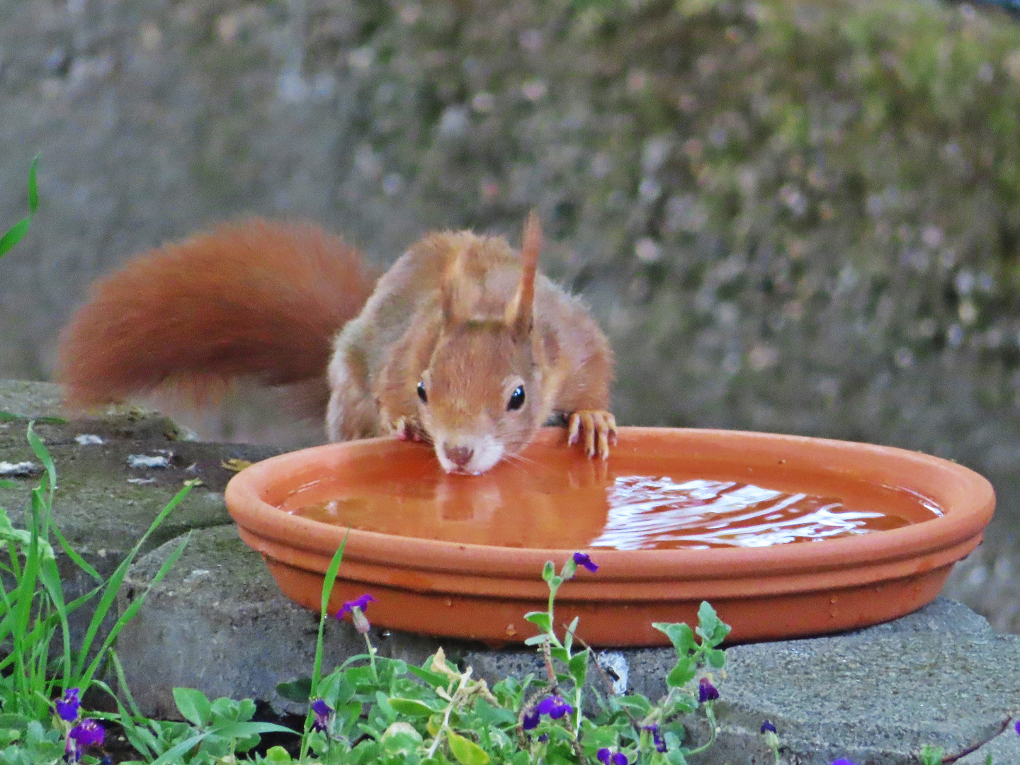 Eichhörnchen