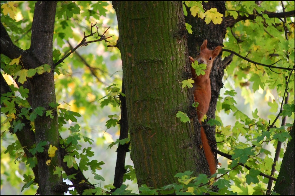 Eichhörnchen