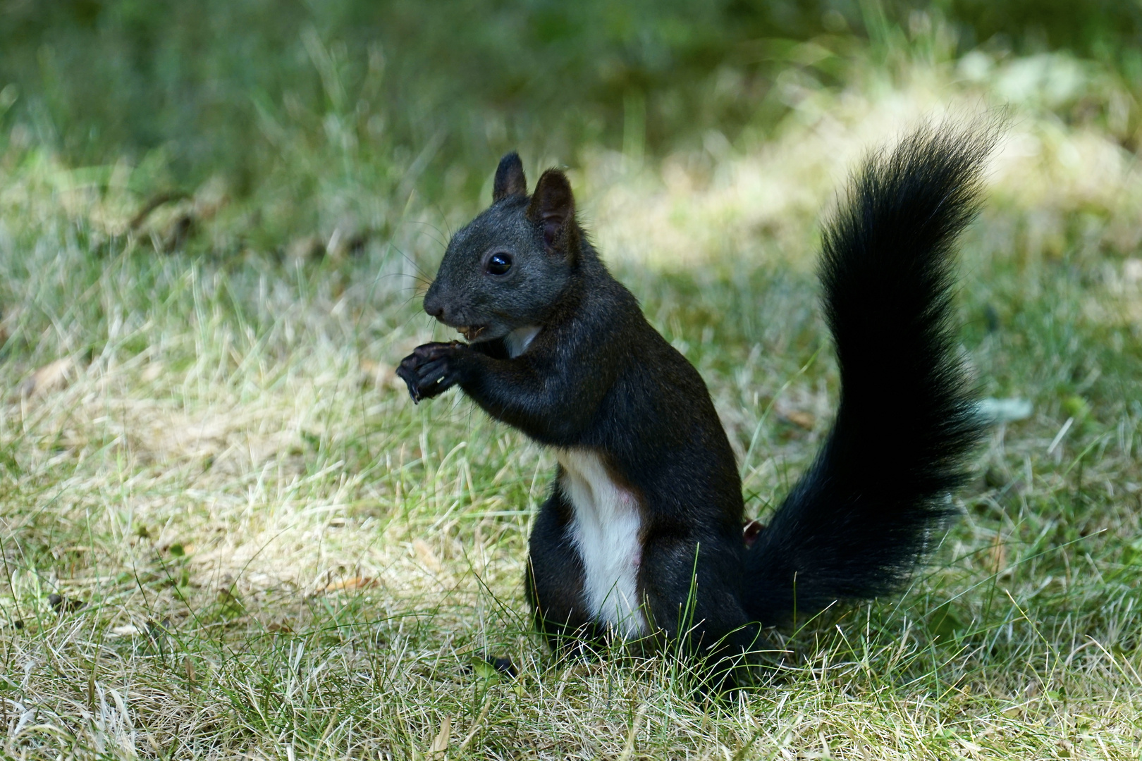 Eichhörnchen