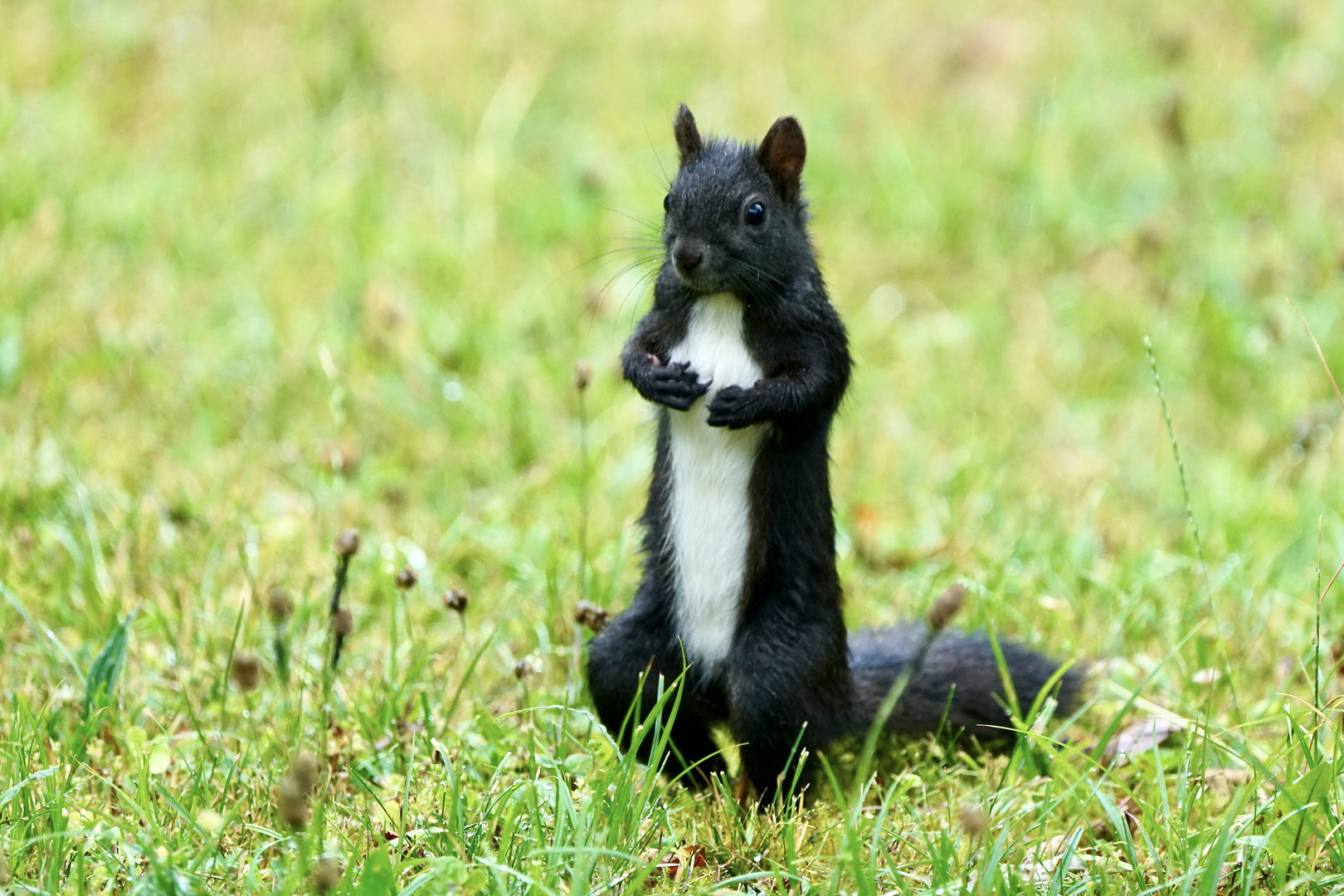 Eichhörnchen