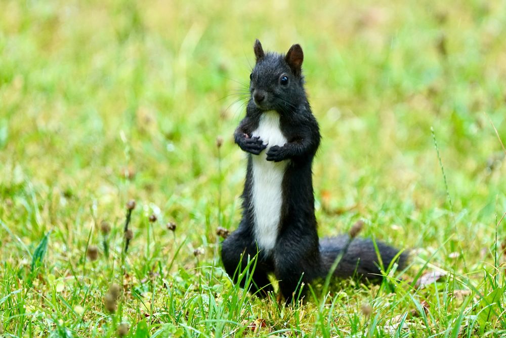 Eichhörnchen