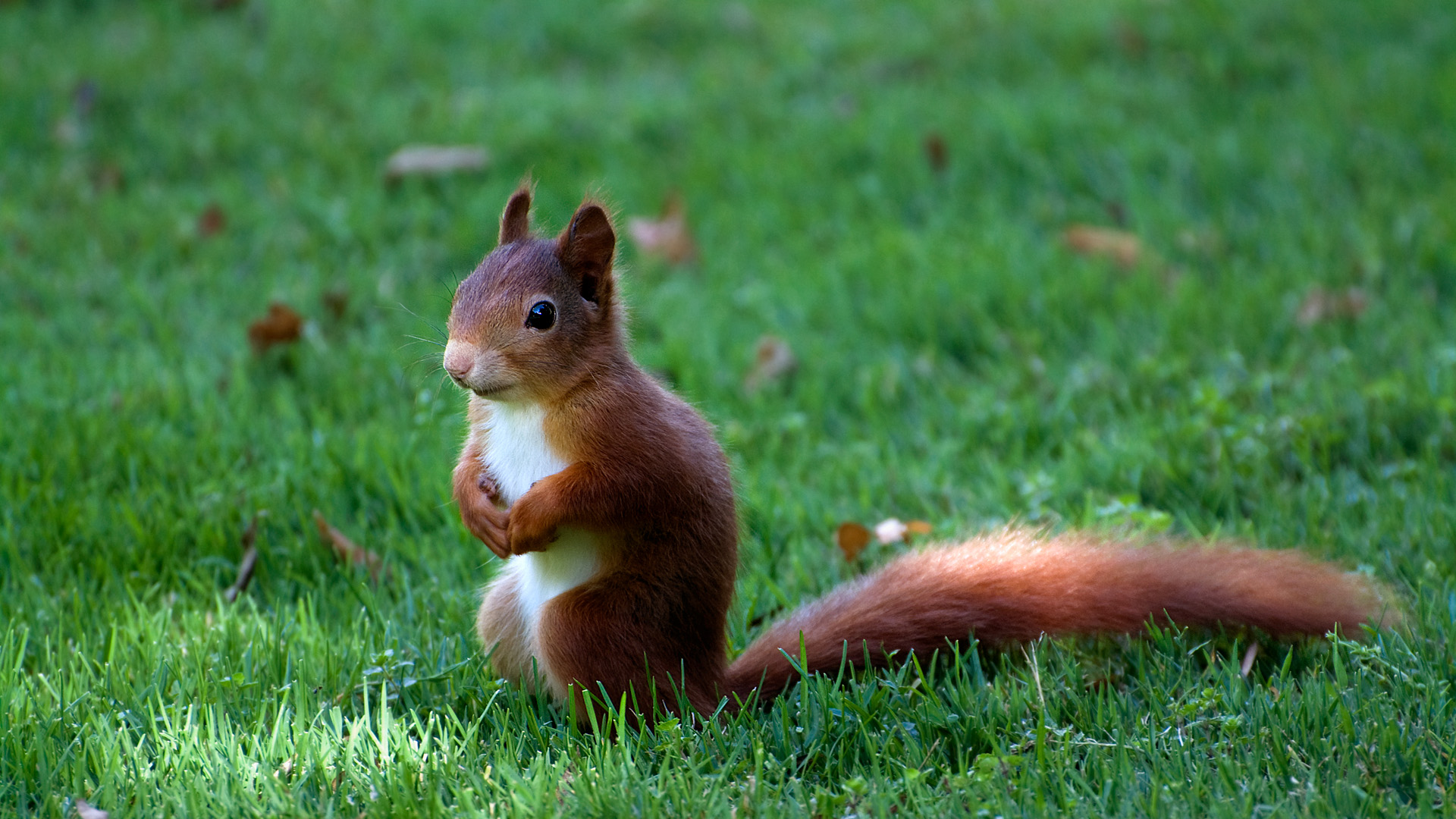 Eichhörnchen