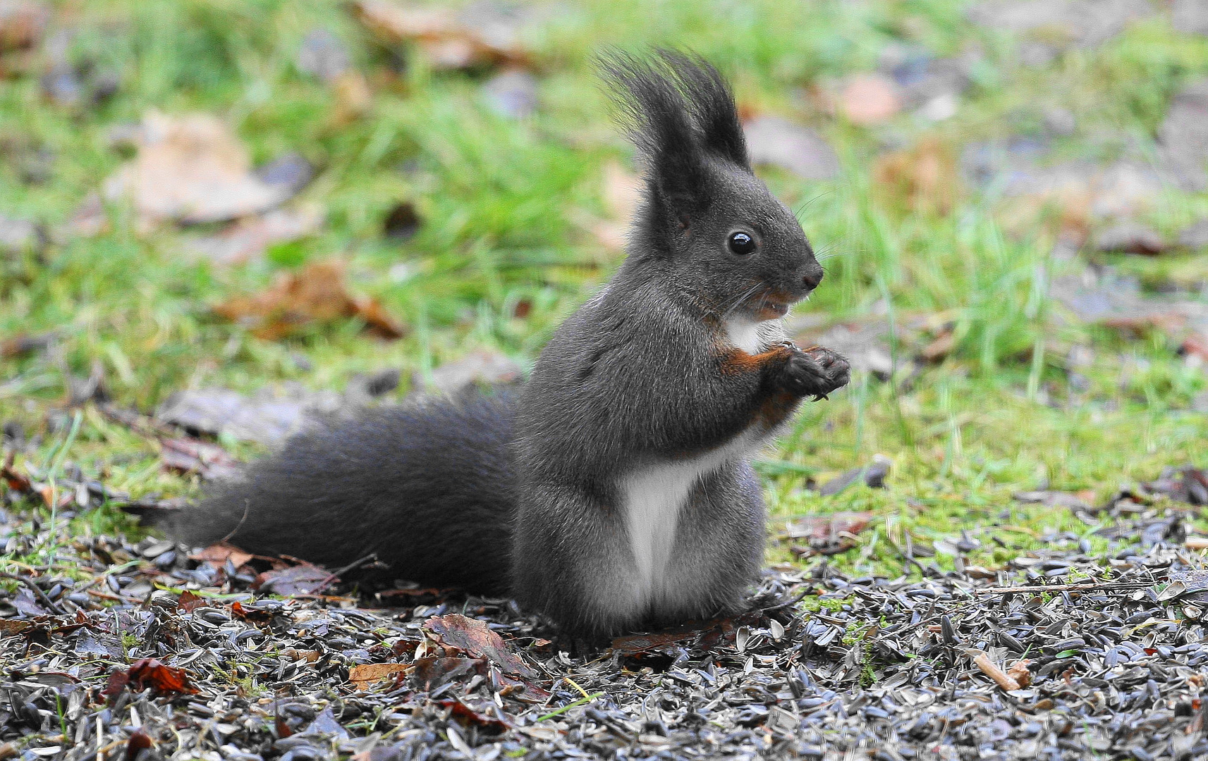 Eichhörnchen