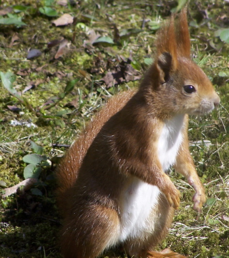 Eichhörnchen