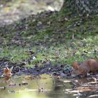 Eichhörnchen