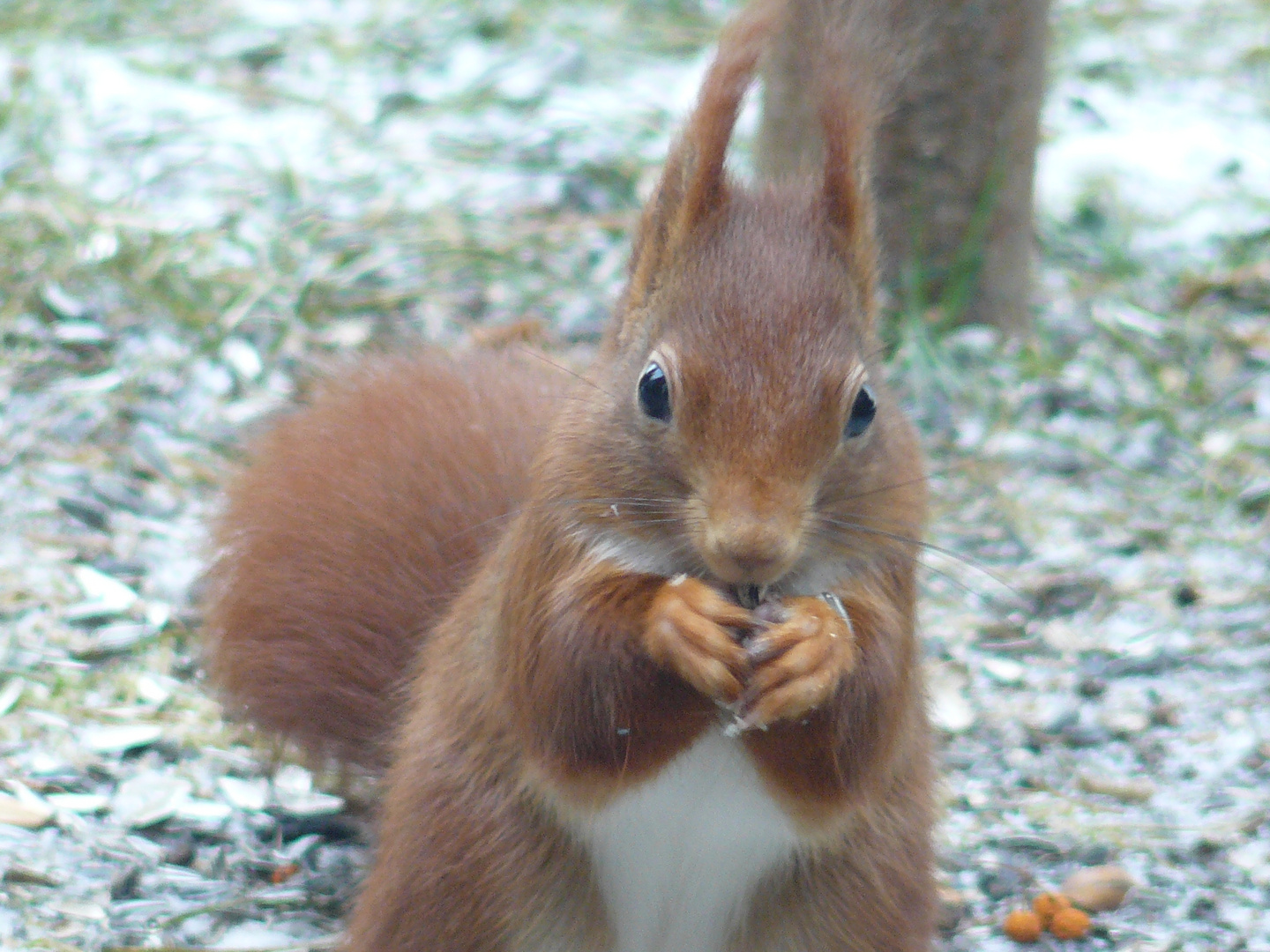 Eichhörnchen