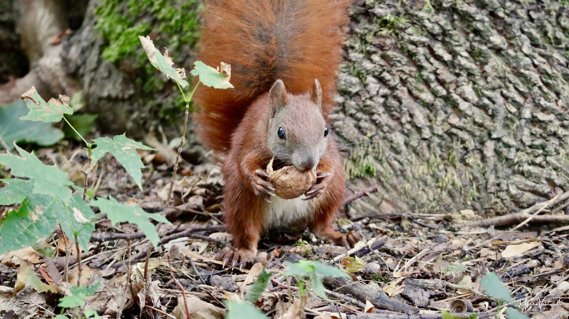 Eichhörnchen