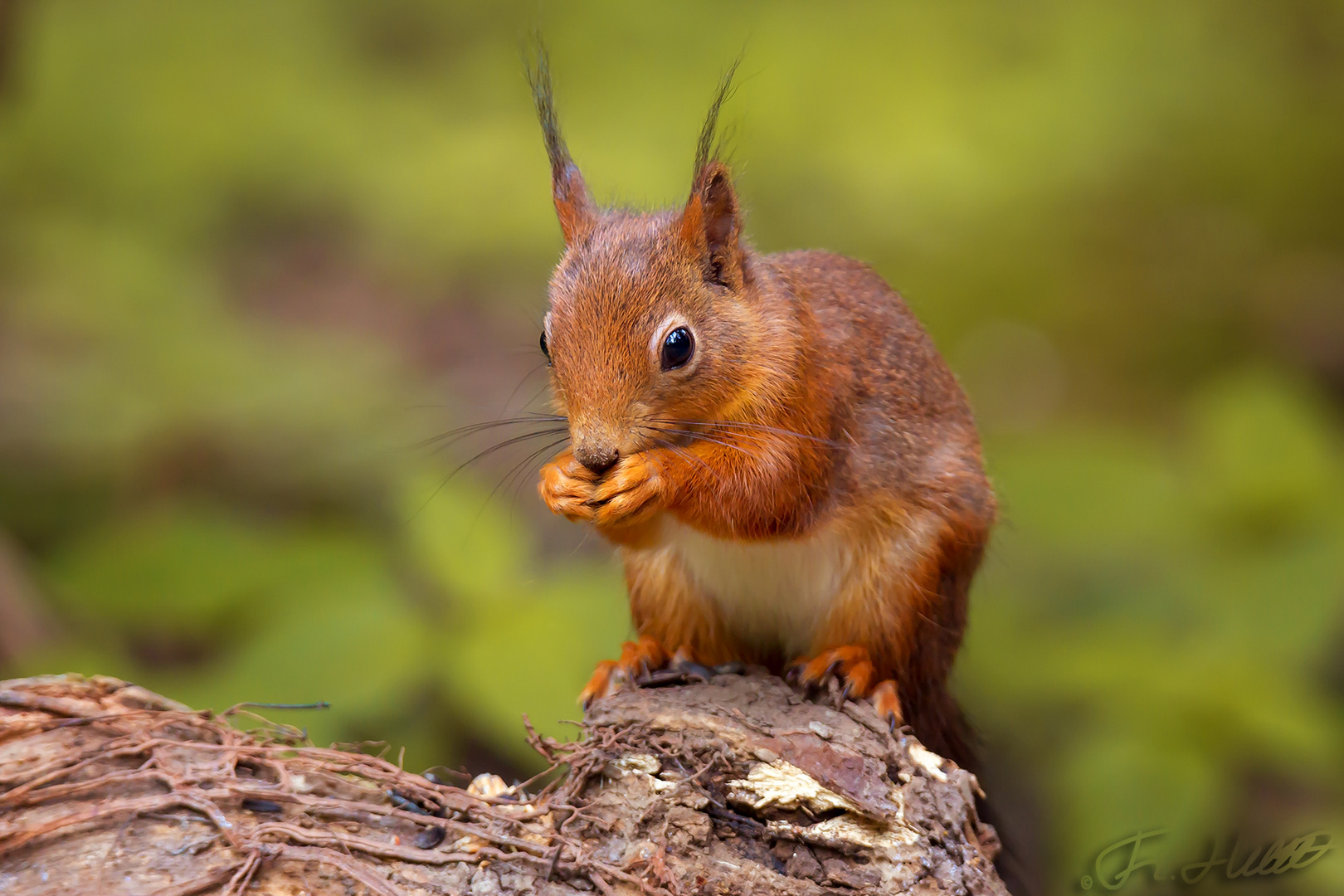 Eichhörnchen Foto & Bild | tiere, wildlife, säugetiere Bilder auf
