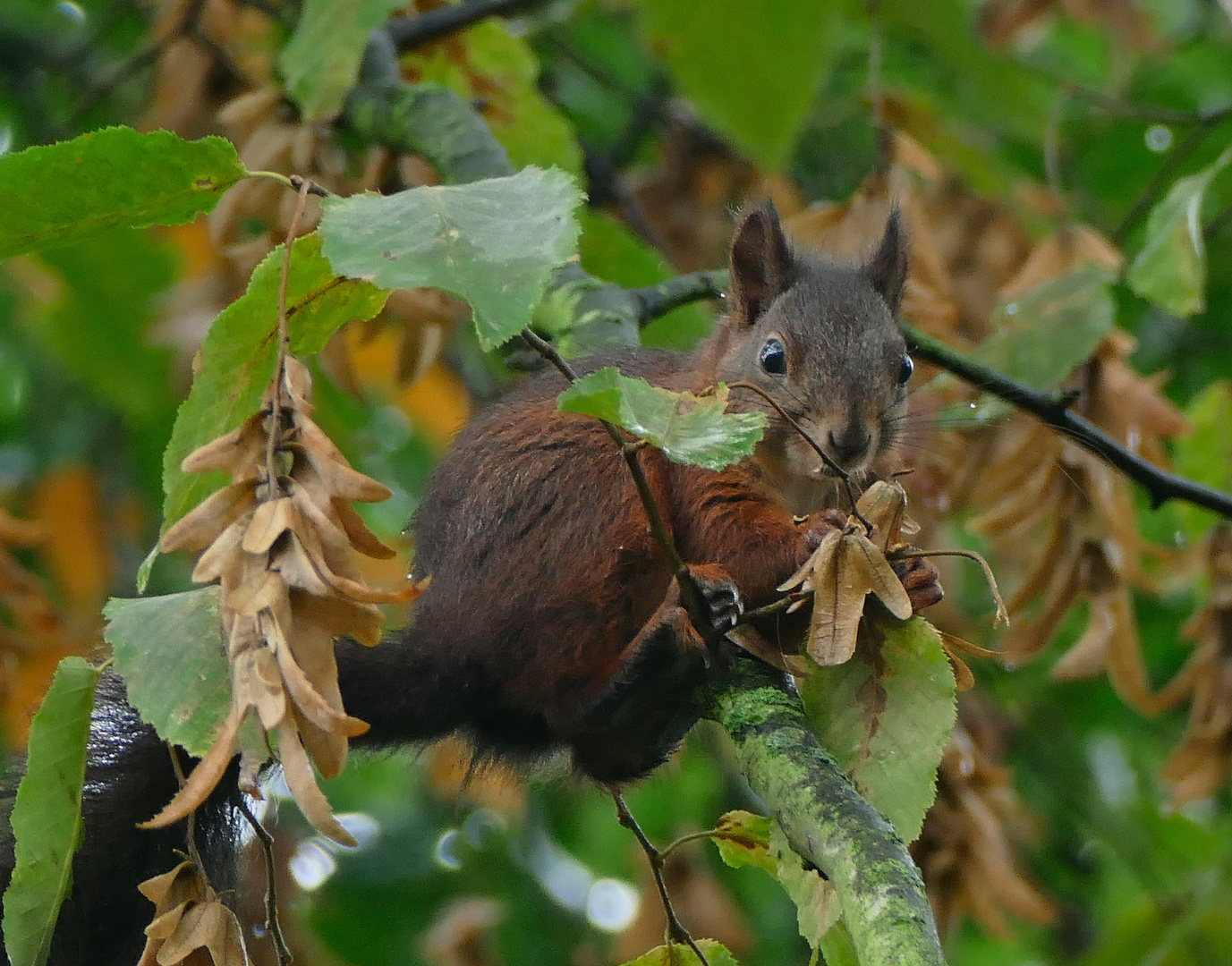 Eichhörnchen