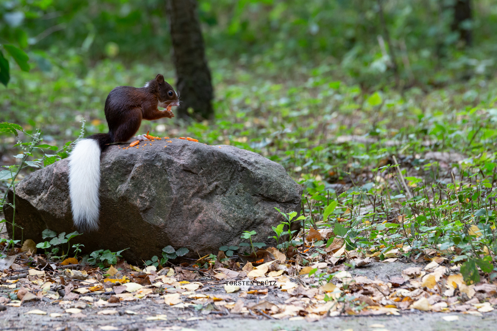 Eichhörnchen