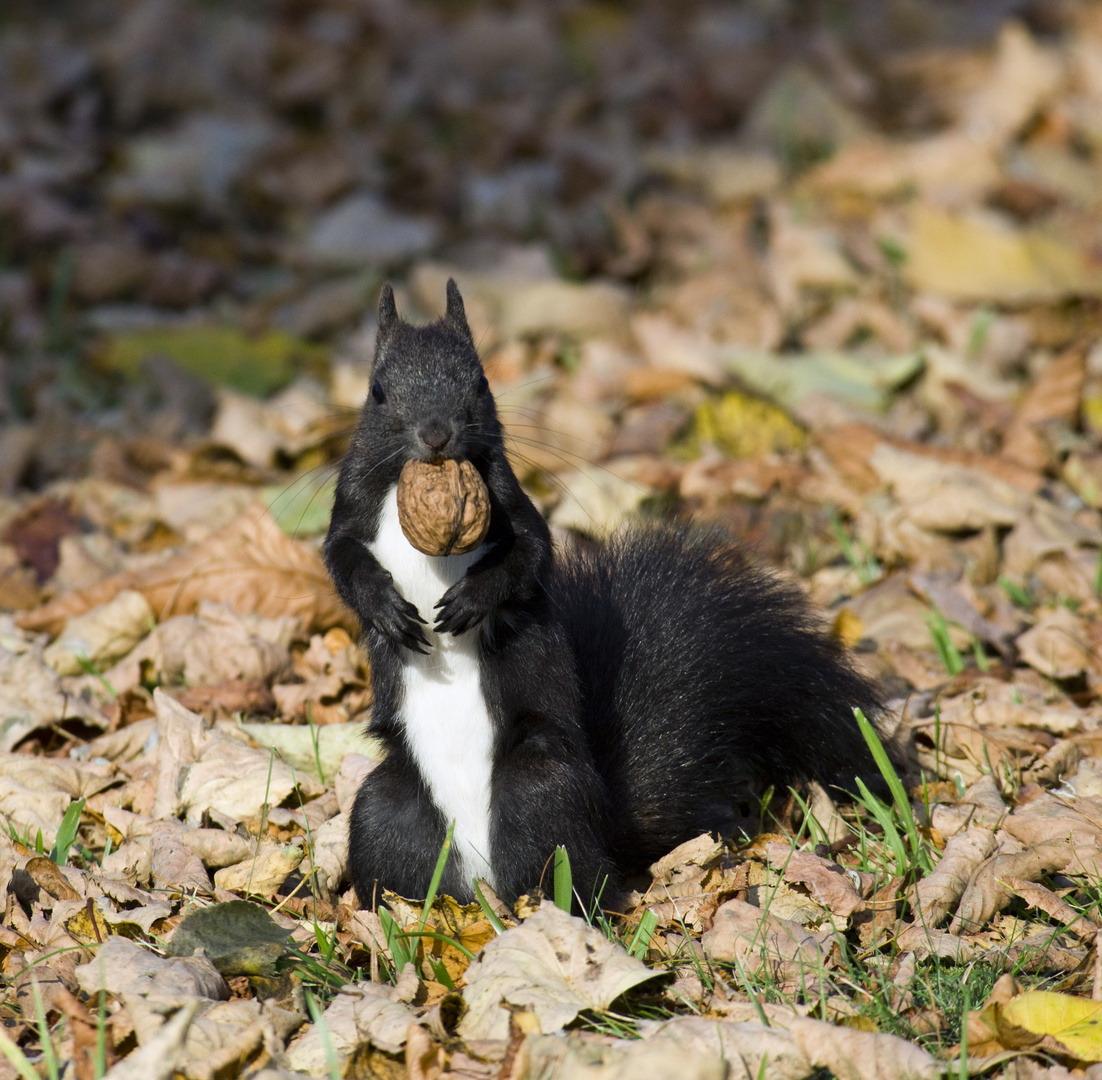 Eichhörnchen