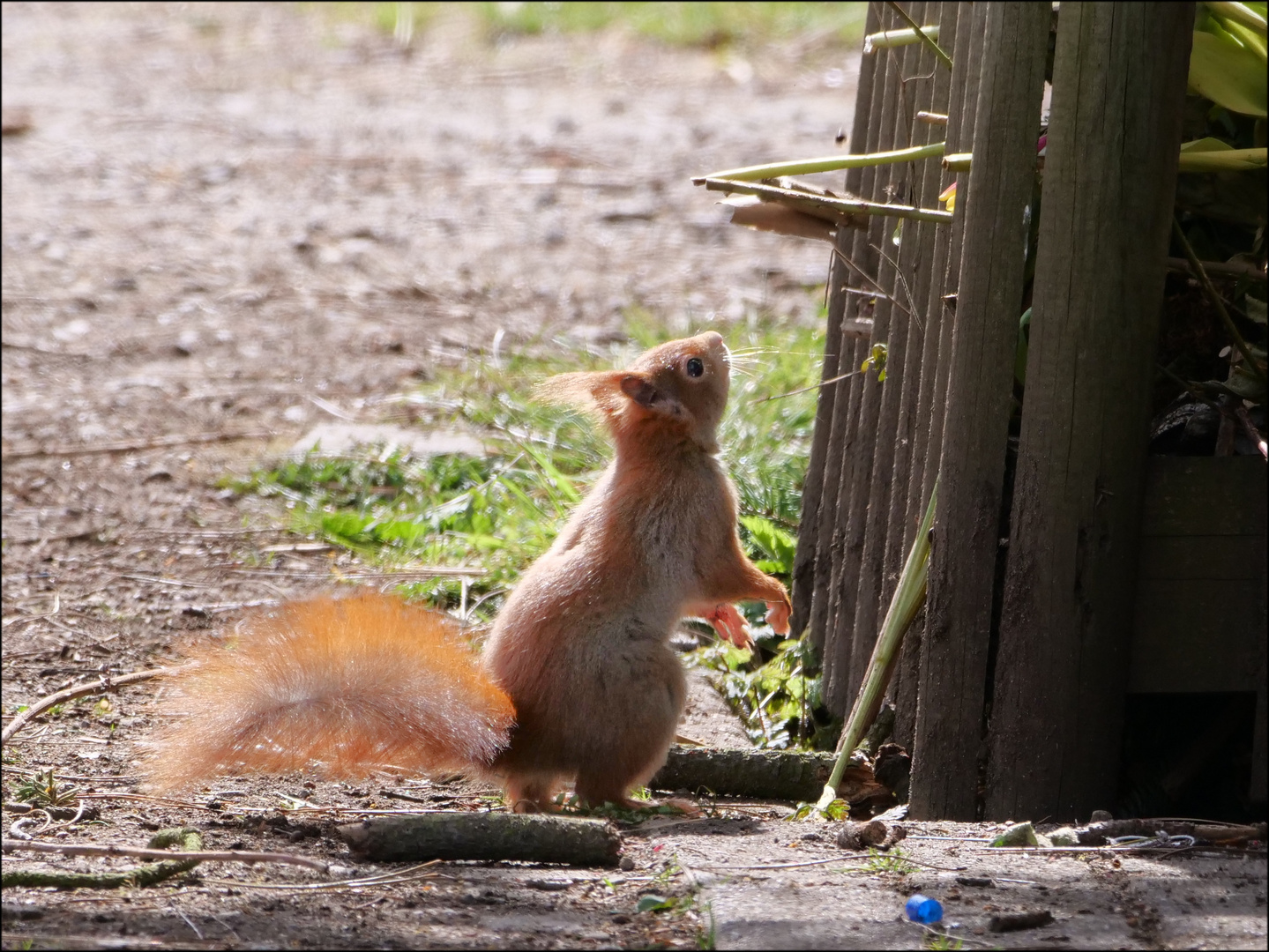 Eichhörnchen 9 - "Uiiiiiiiiiii..."