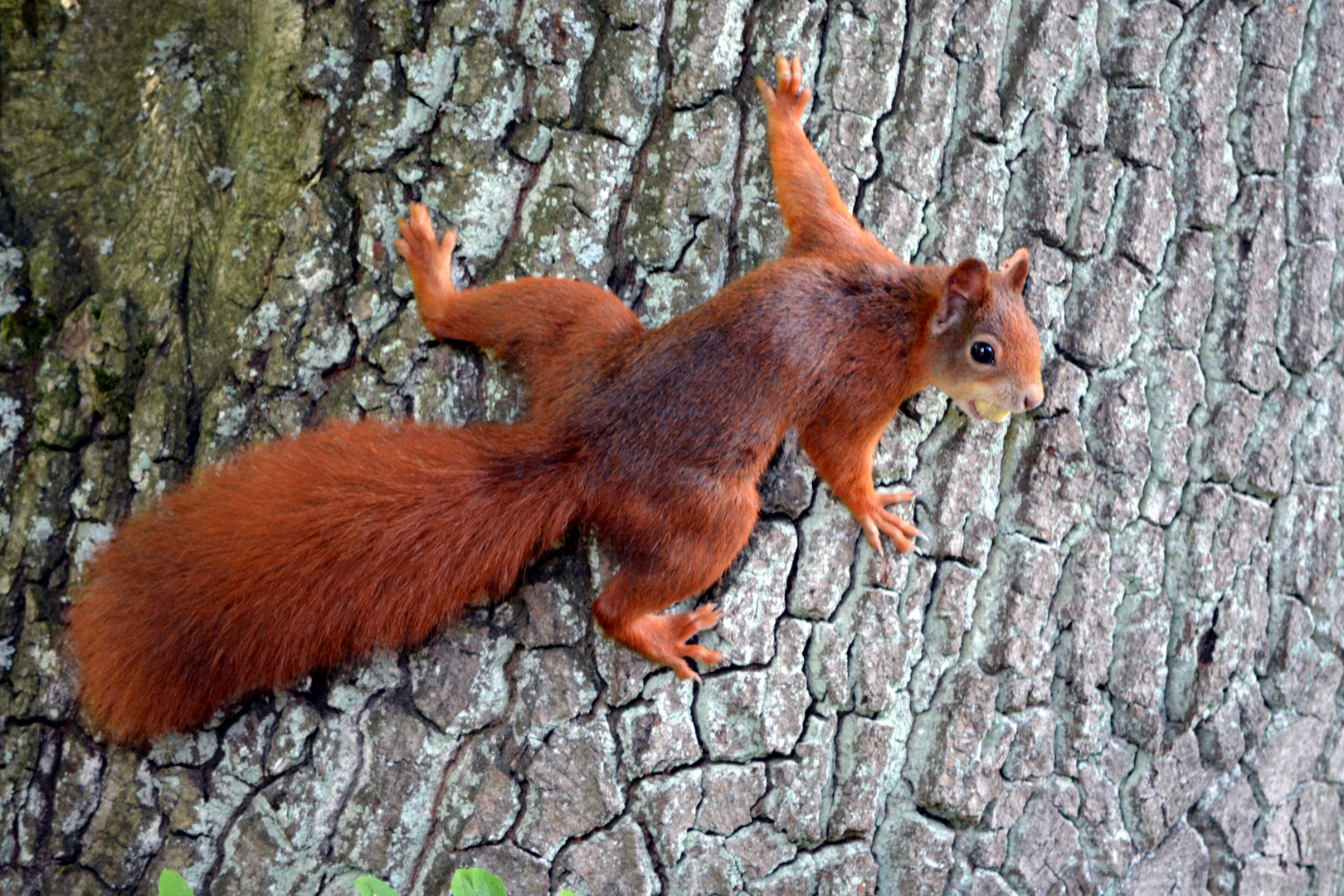 Eichhörnchen