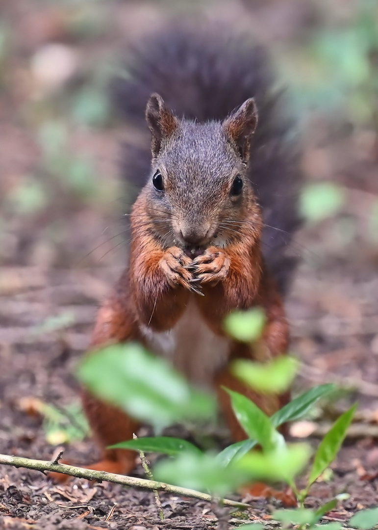 Eichhörnchen