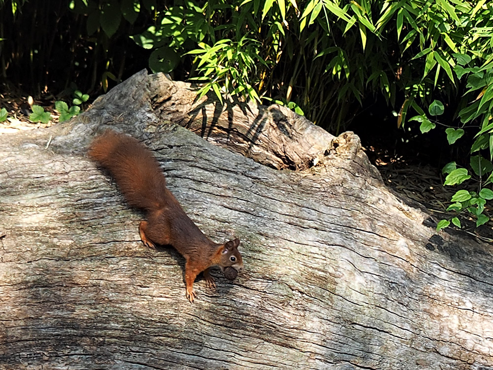 Eichhörnchen