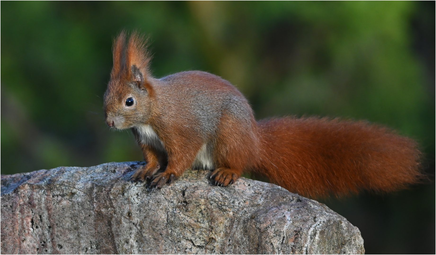 Eichhörnchen