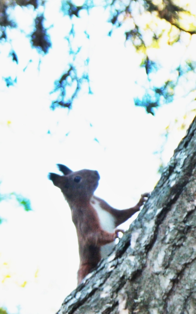 Eichhörnchen