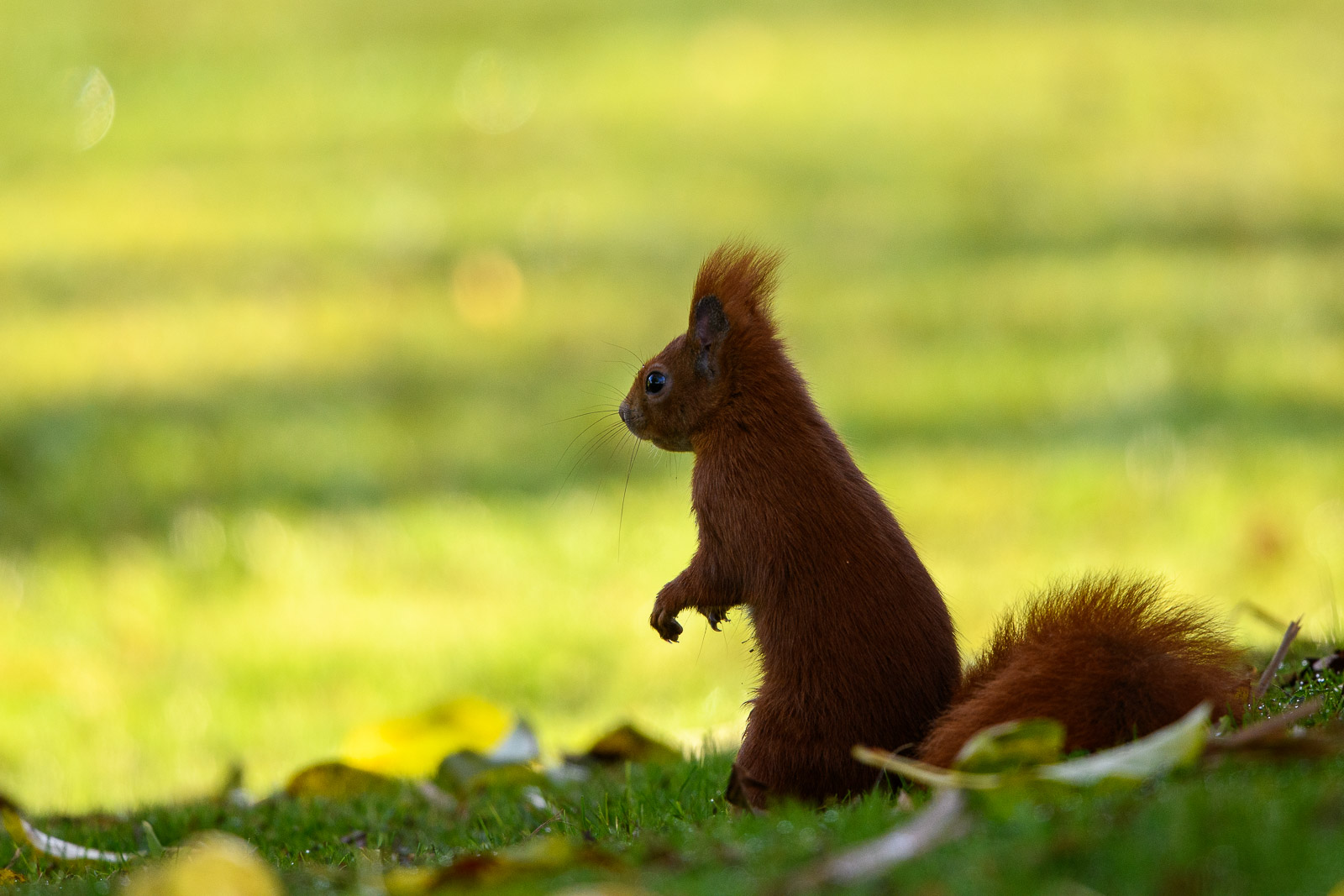 Eichhörnchen