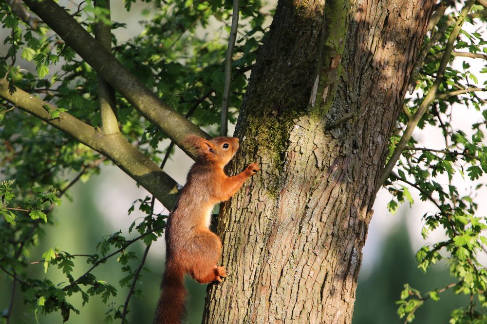 Eichhörnchen