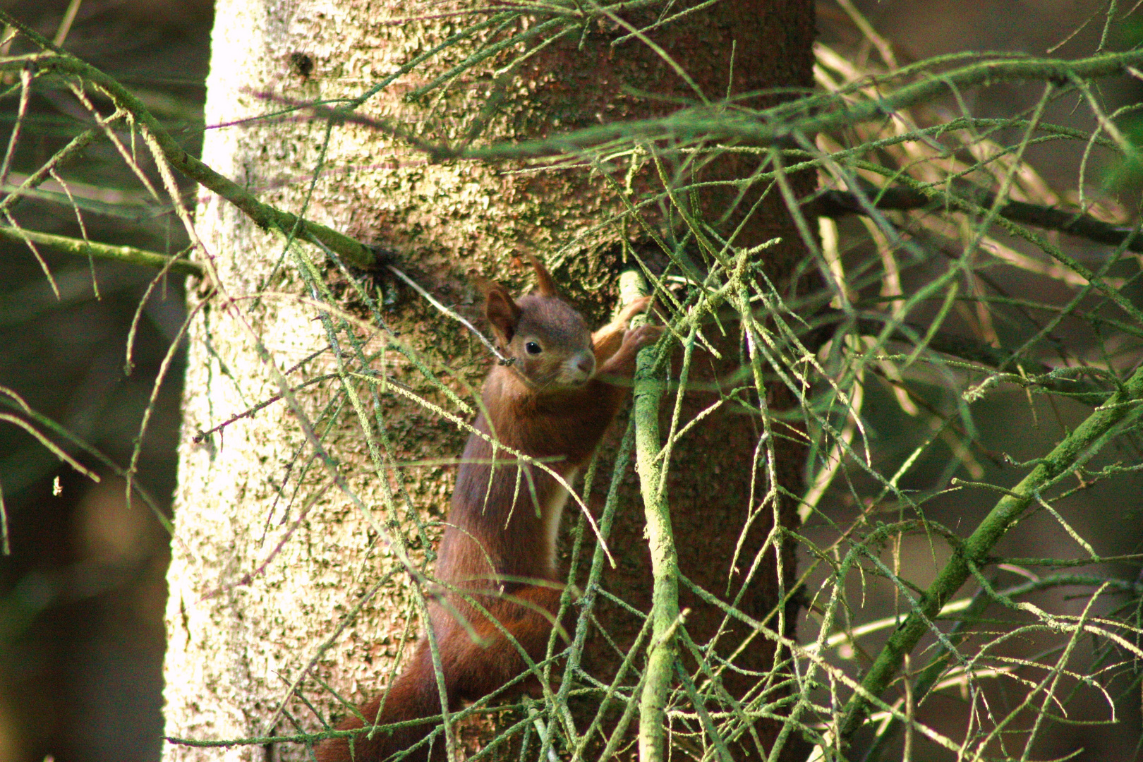 Eichhörnchen