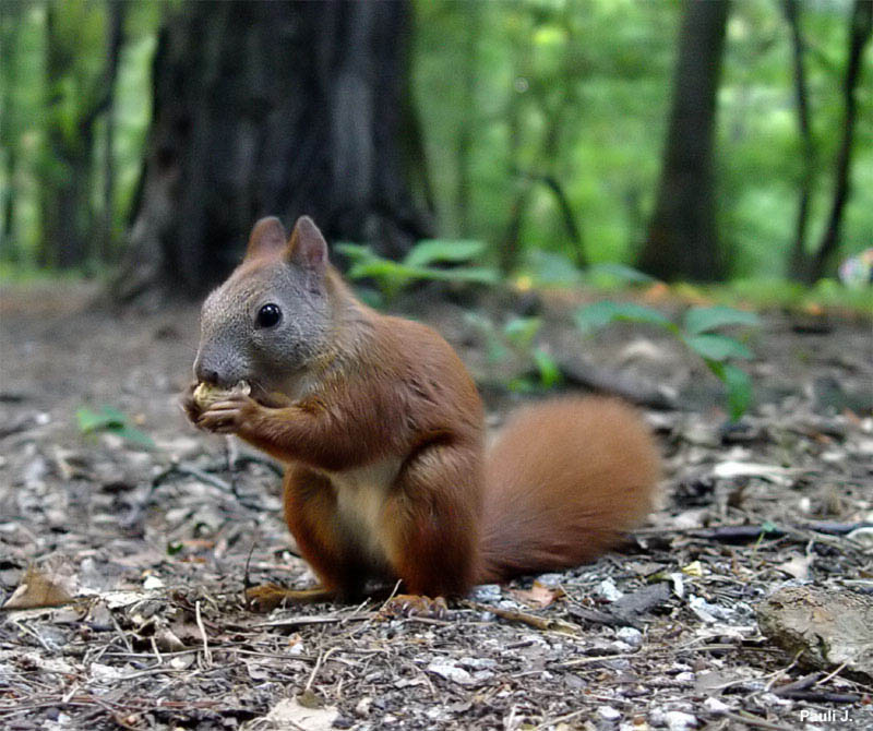 Eichhörnchen