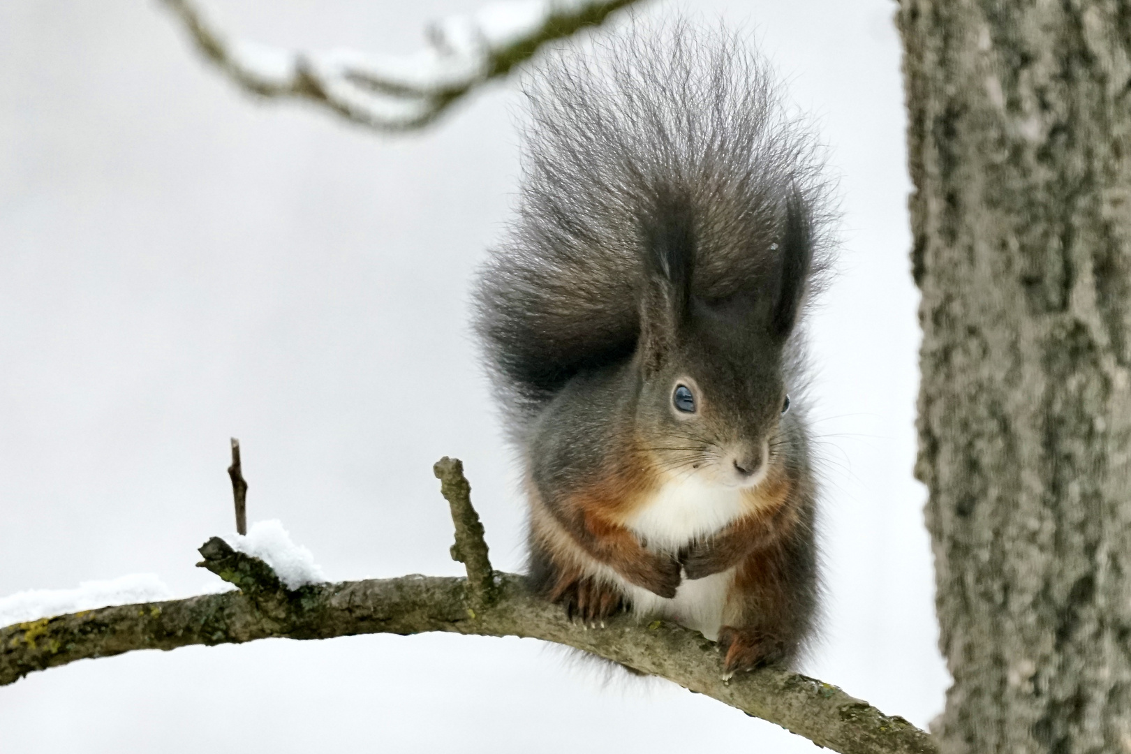 Eichhörnchen