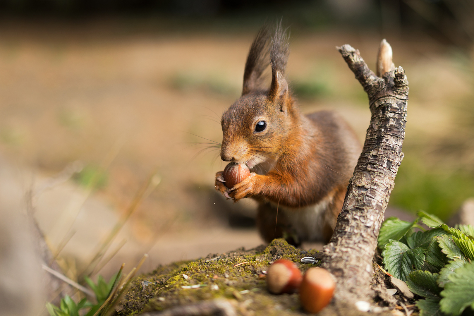 Eichhörnchen