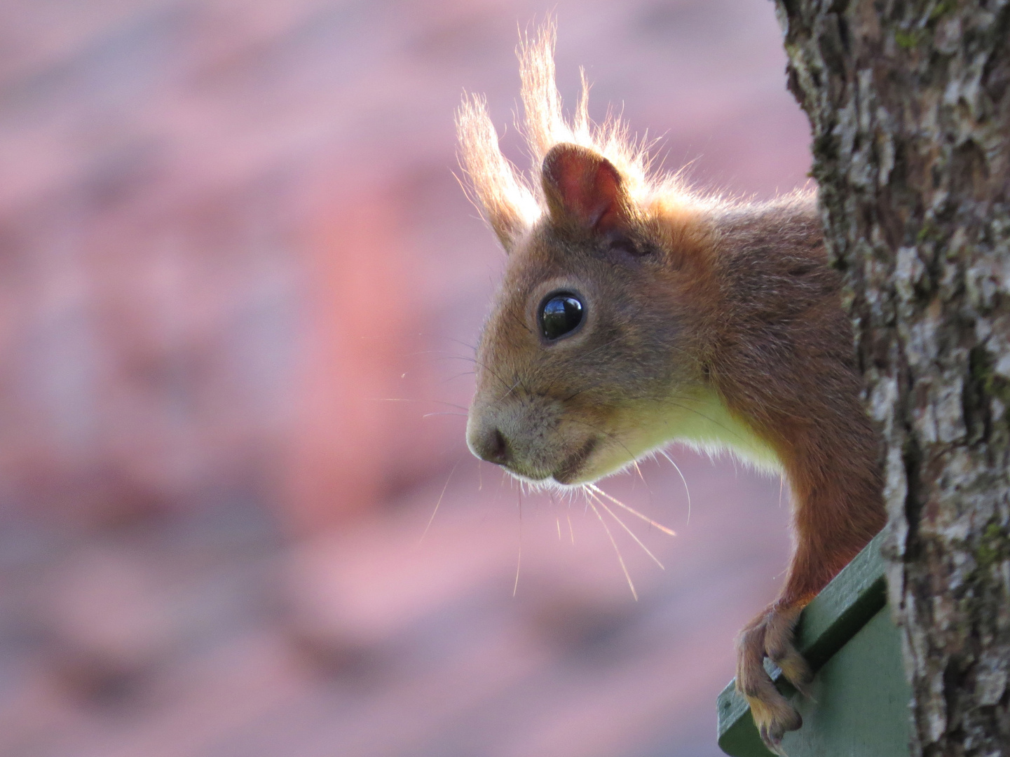 Eichhörnchen