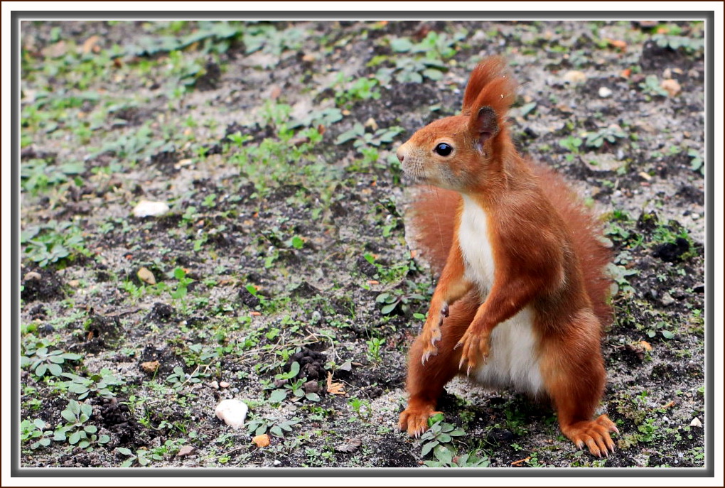 EICHHÖRNCHEN