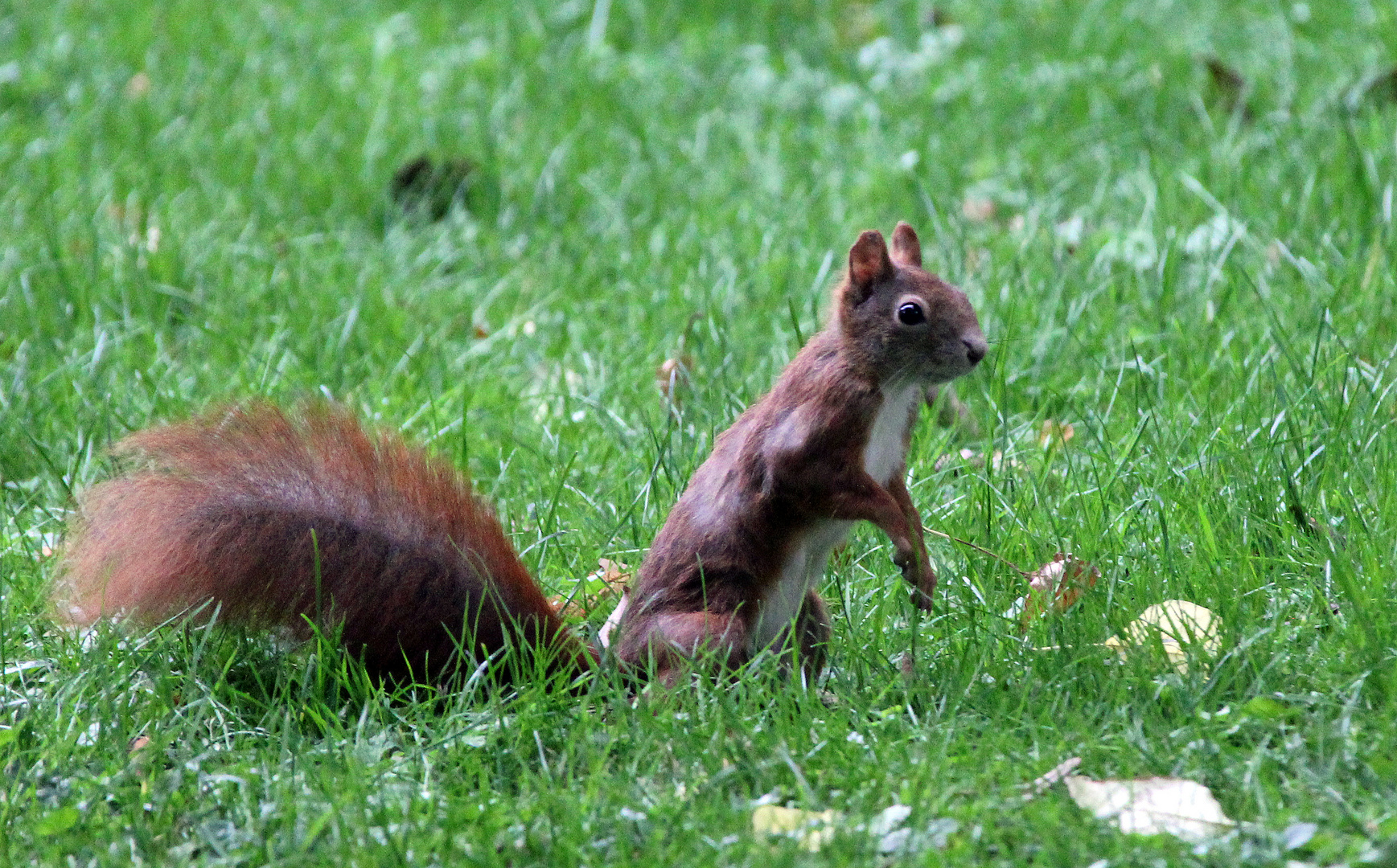 Eichhörnchen