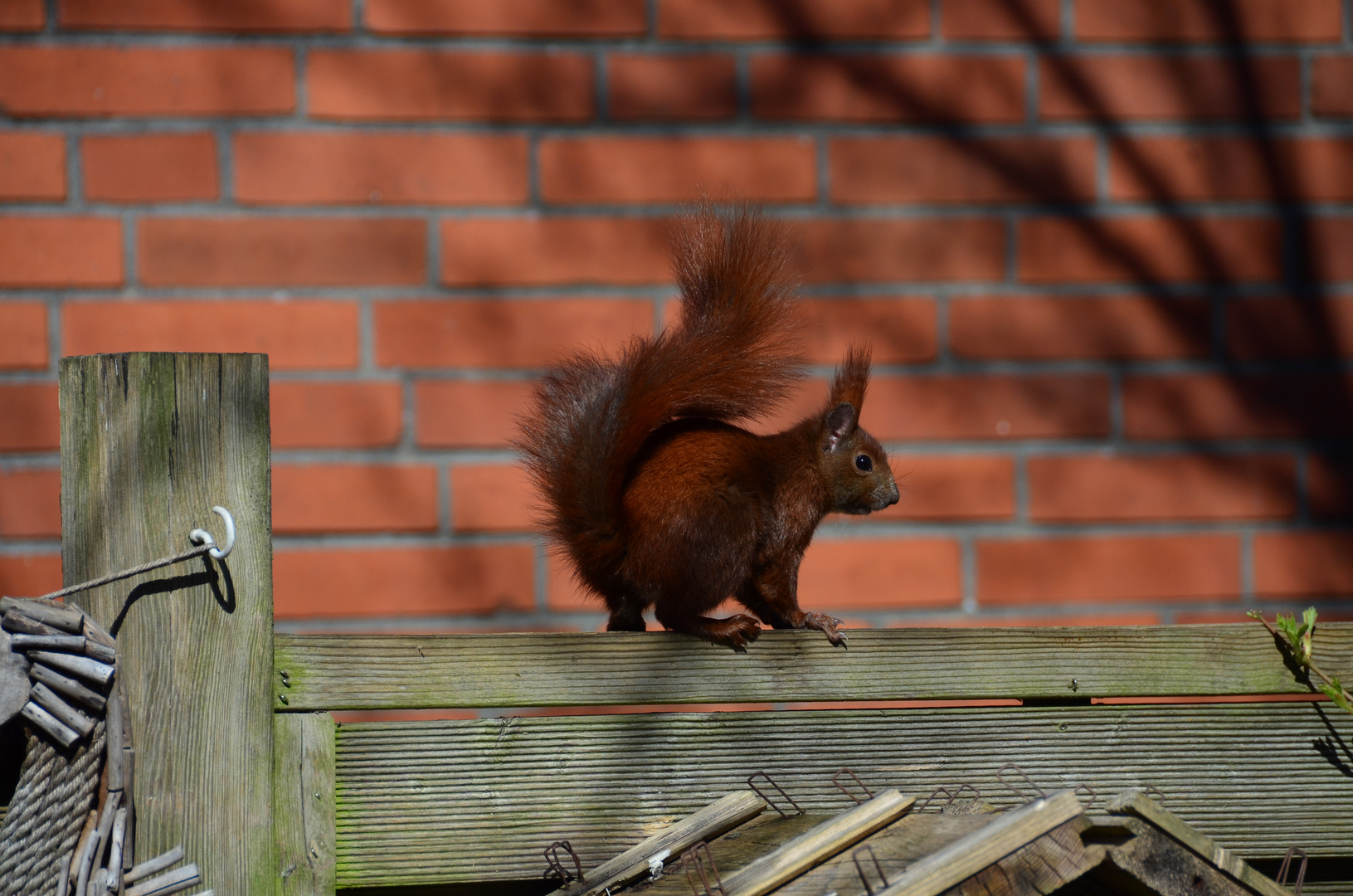 Eichhörnchen