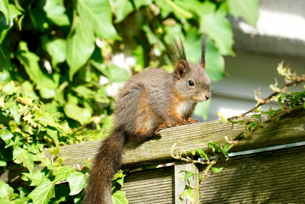 Eichhörnchen