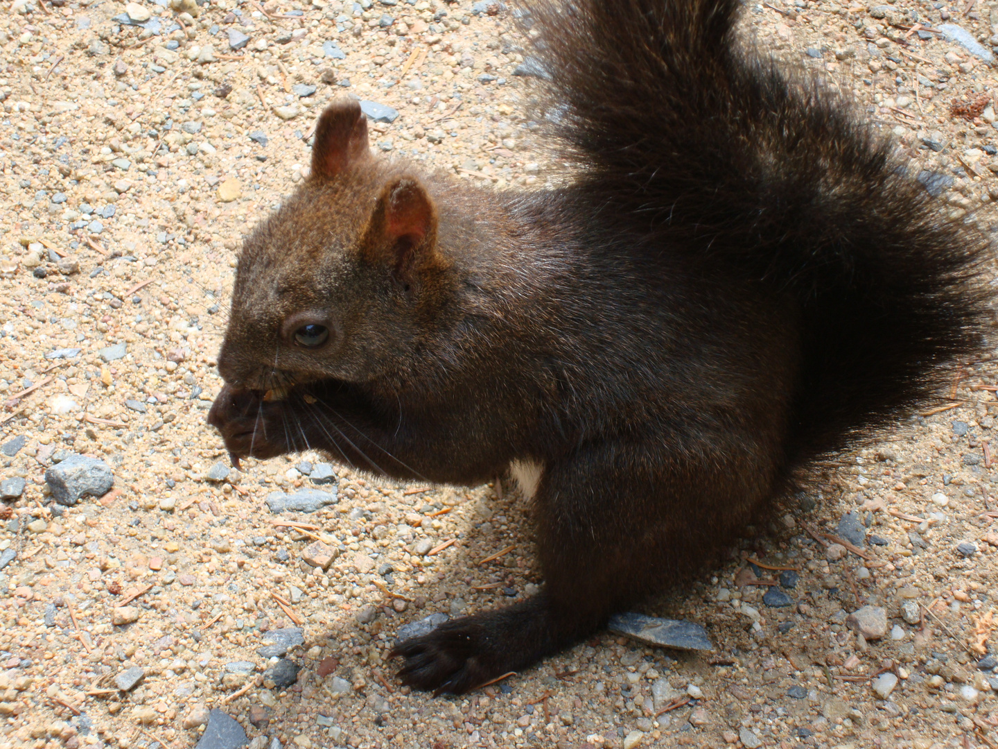 Eichhörnchen