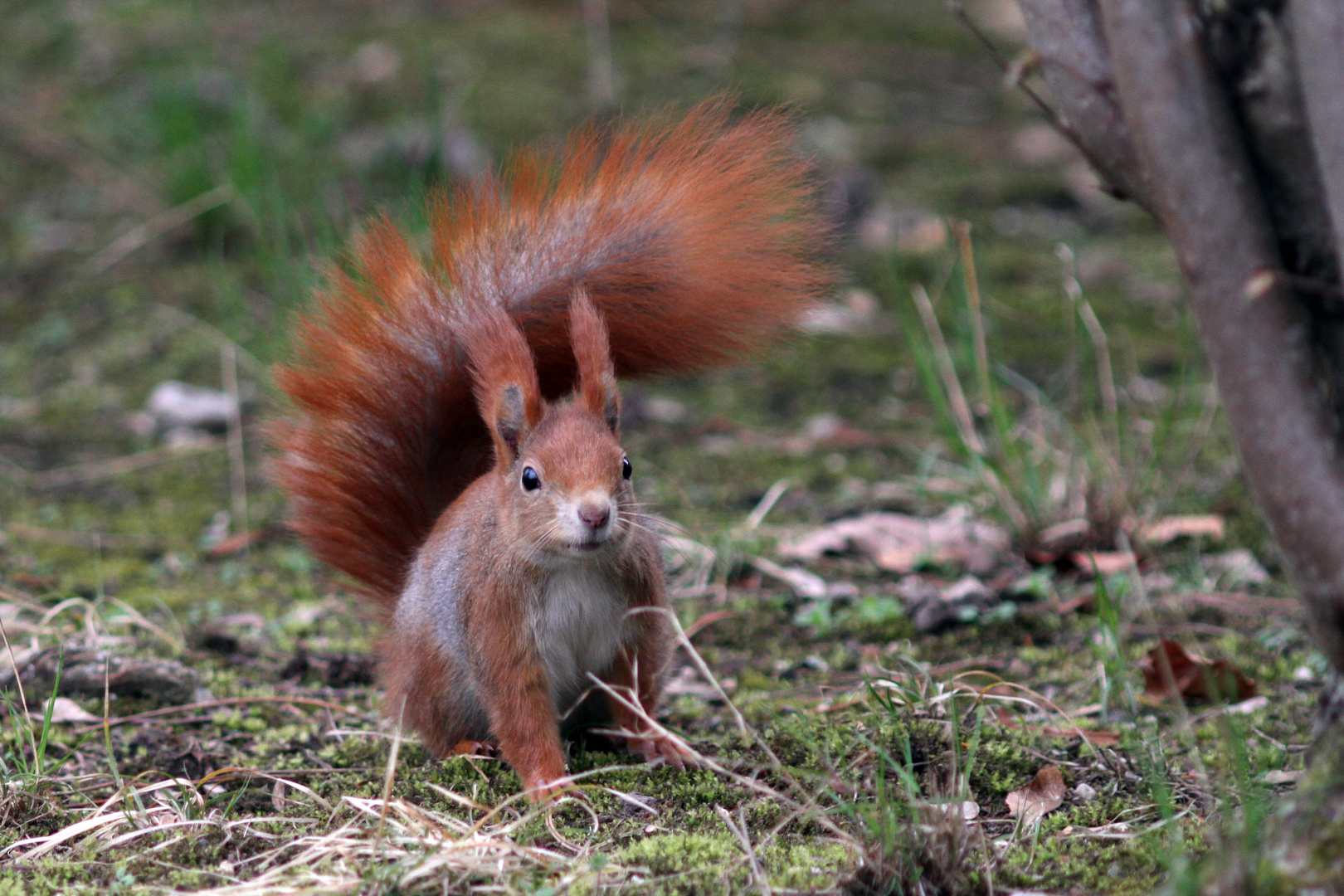 Eichhörnchen