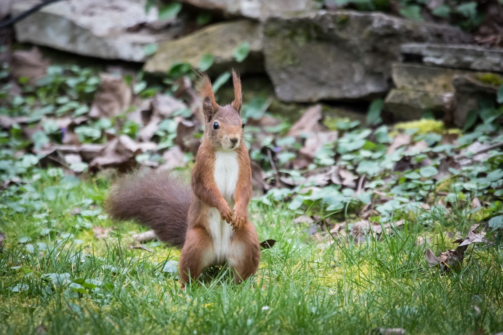 Eichhörnchen 