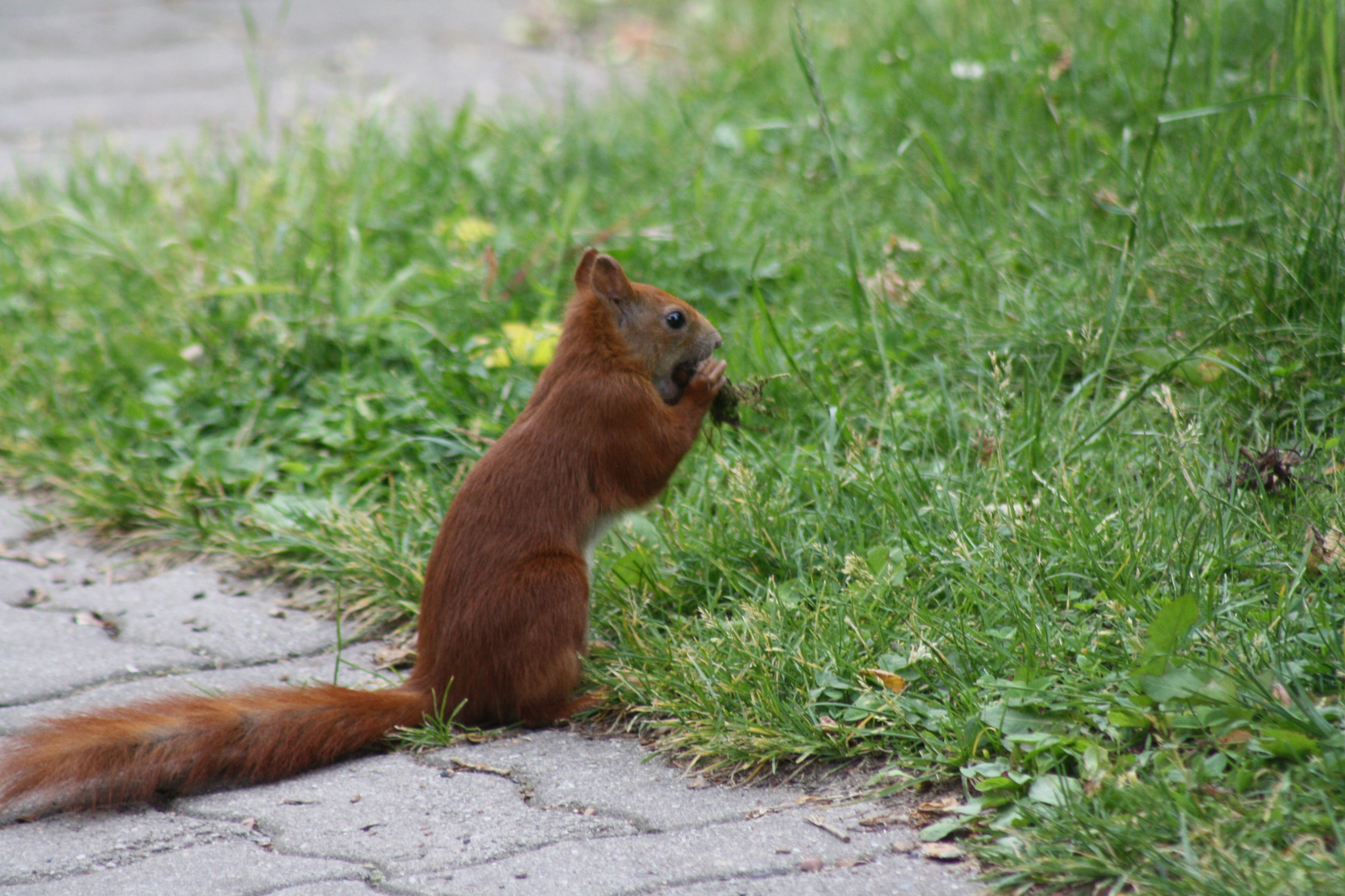 Eichhörnchen