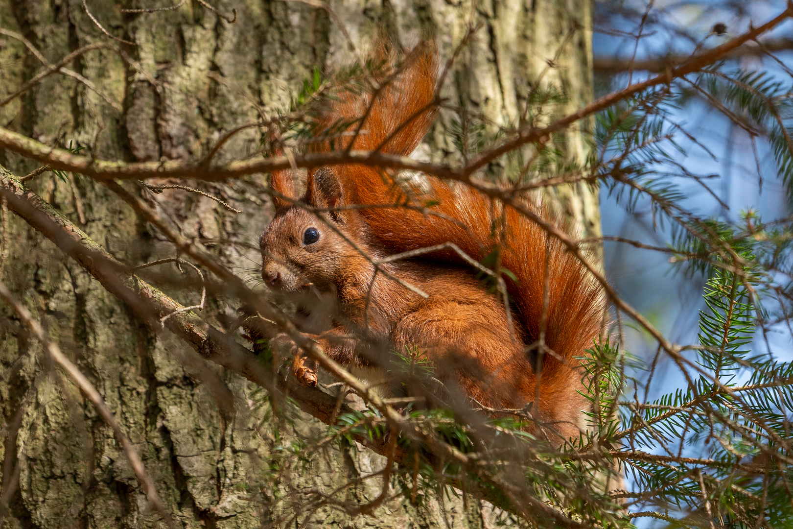 Eichhörnchen