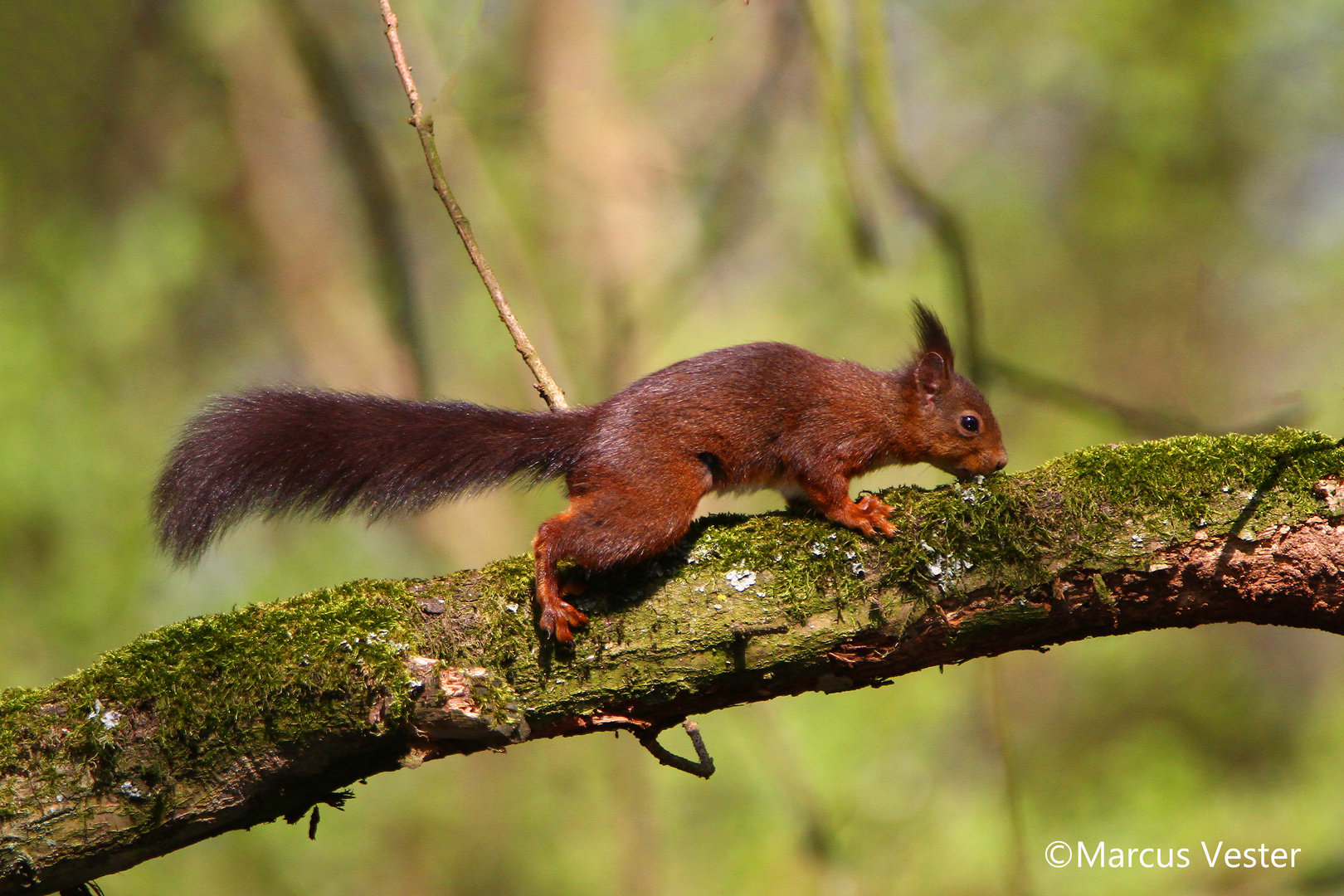 Eichhörnchen