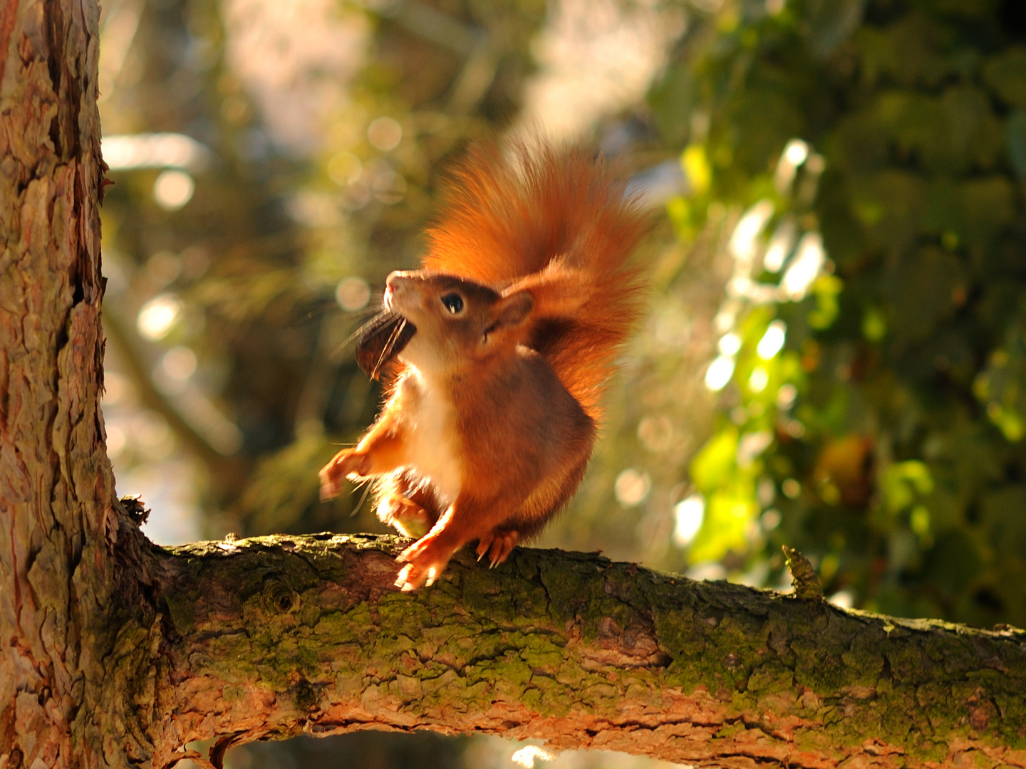 Eichhörnchen