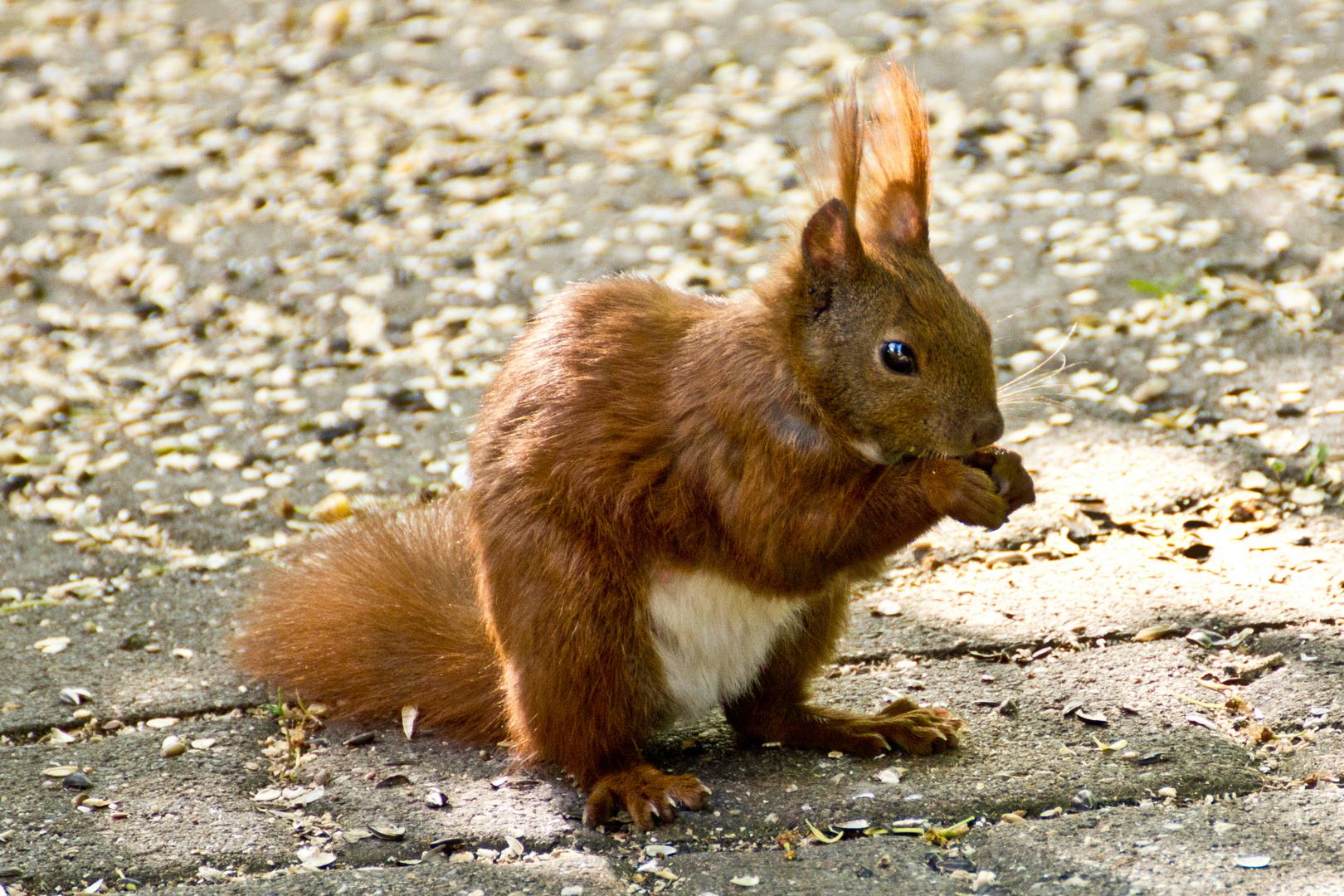 Eichhörnchen