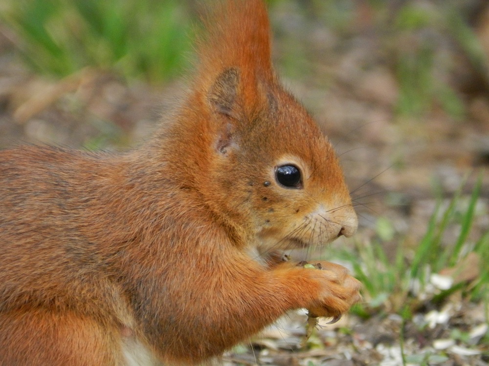 Eichhörnchen