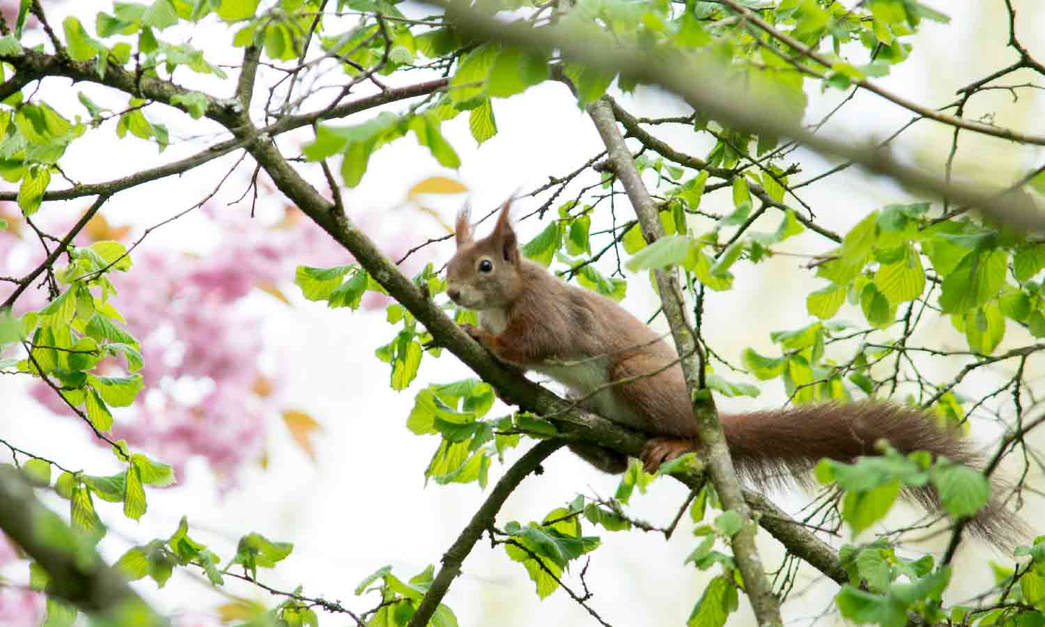 Eichhörnchen