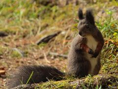 Eichhörnchen