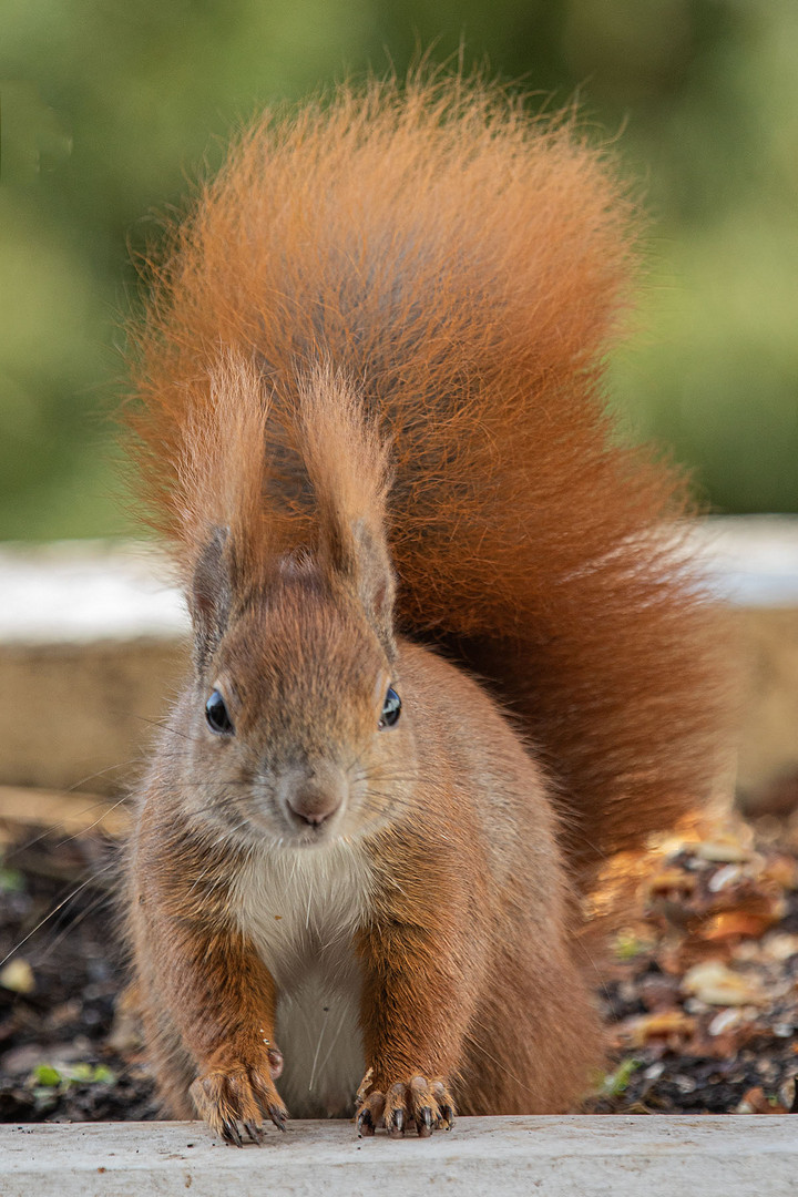 Eichhörnchen