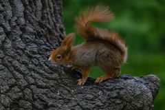 Eichhörnchen 