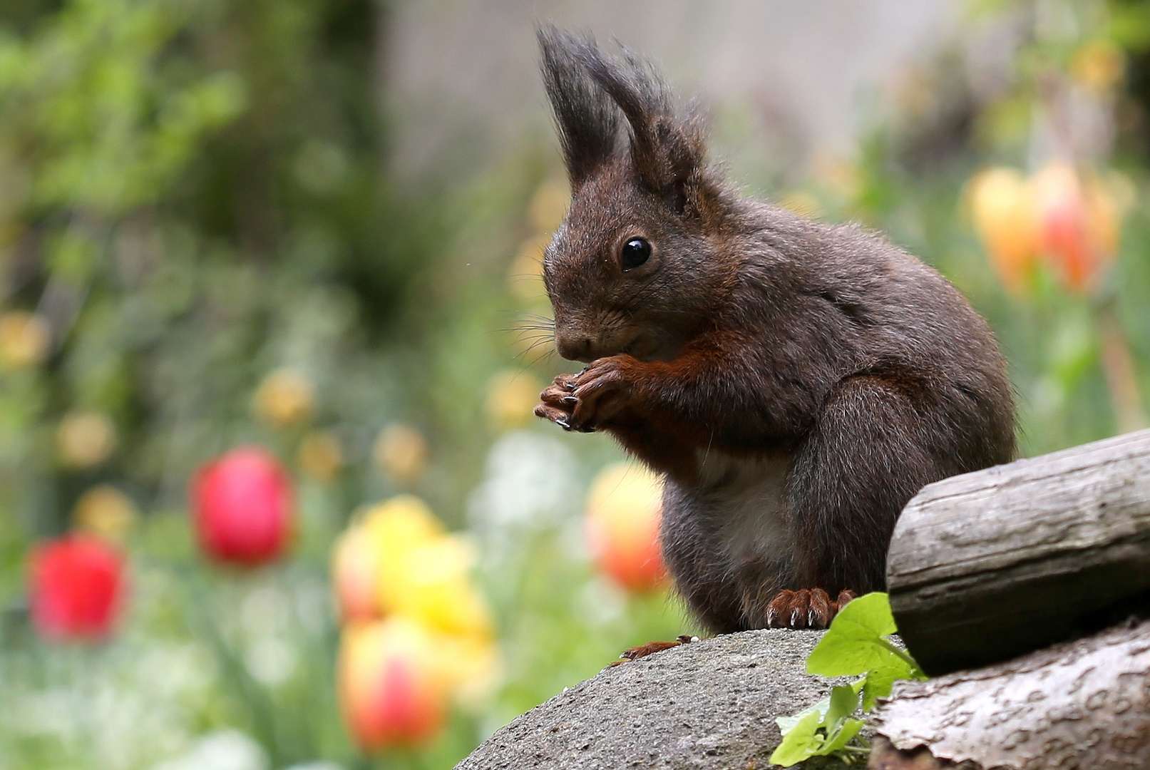 Eichhörnchen