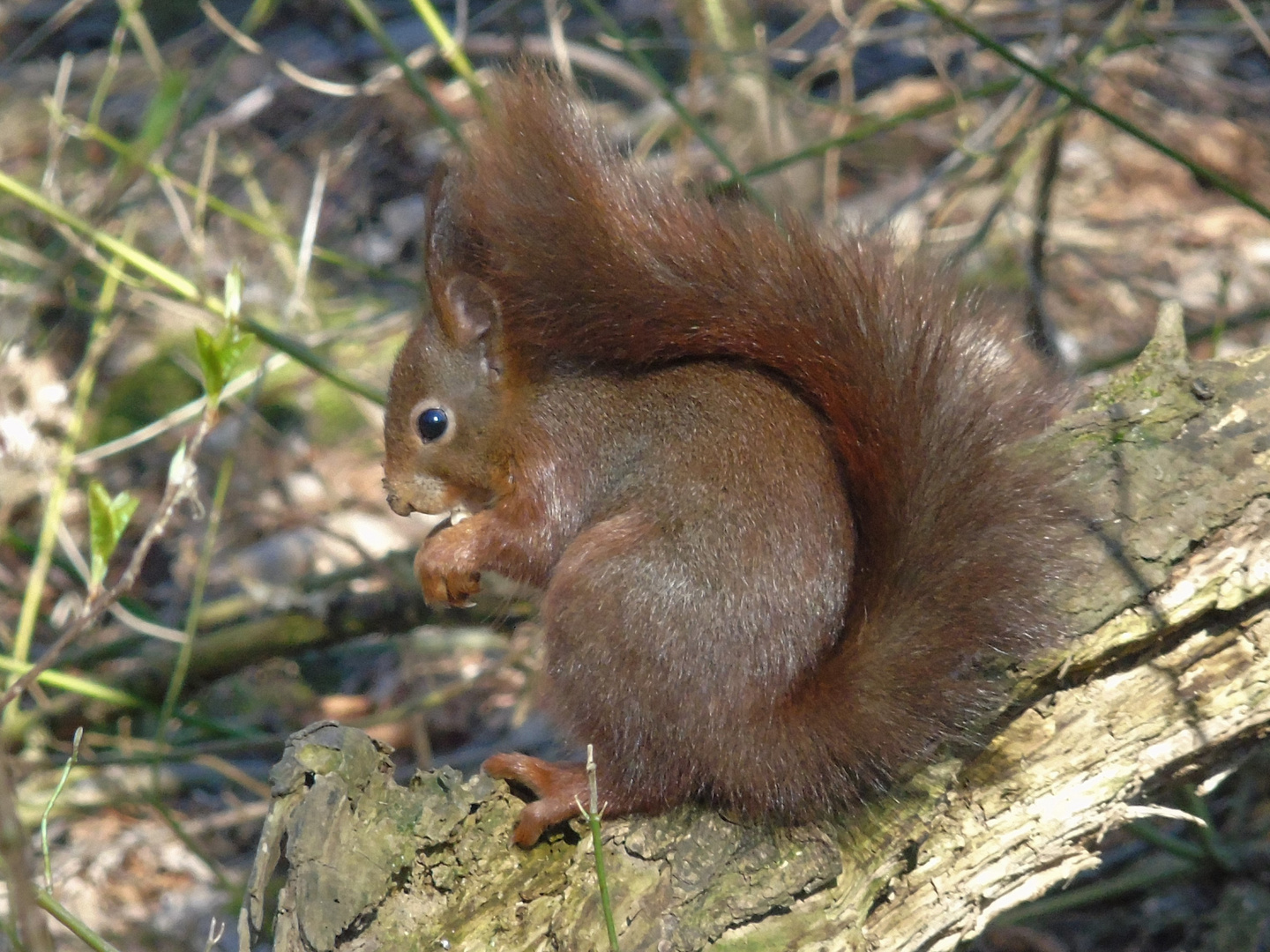 Eichhörnchen