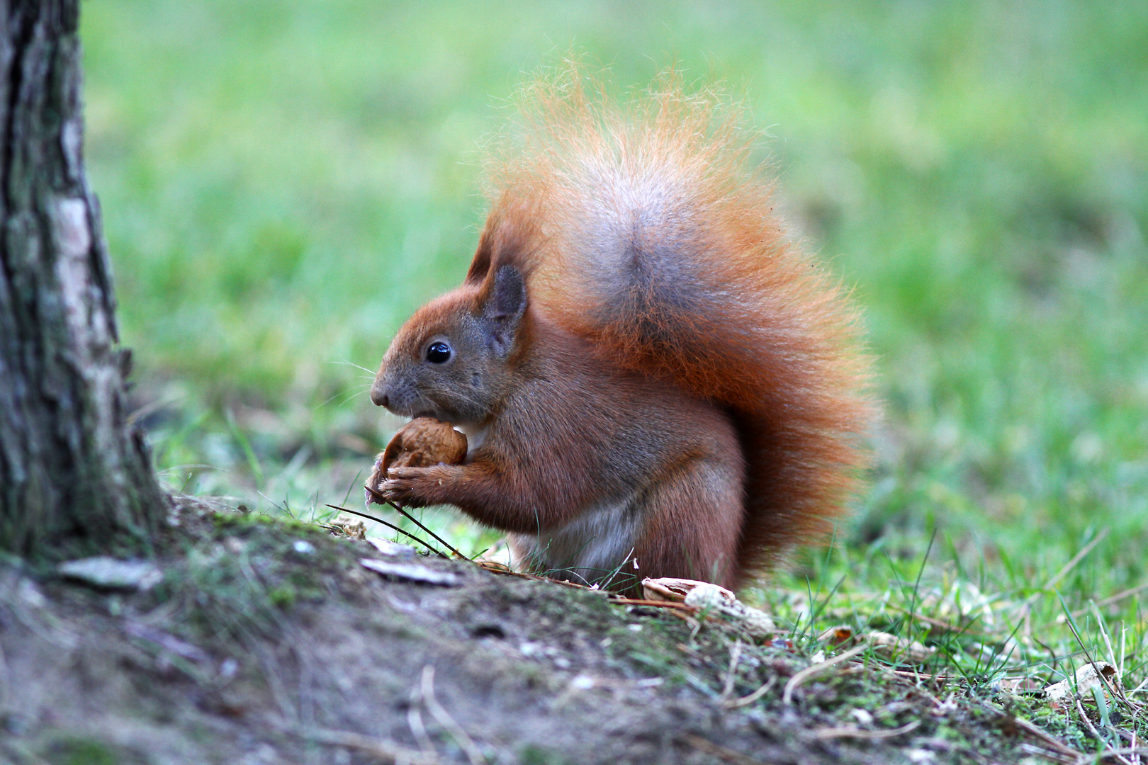 Eichhörnchen